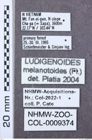 Etikett zu Megapenthes puberusus (Montrouzier, 1861)